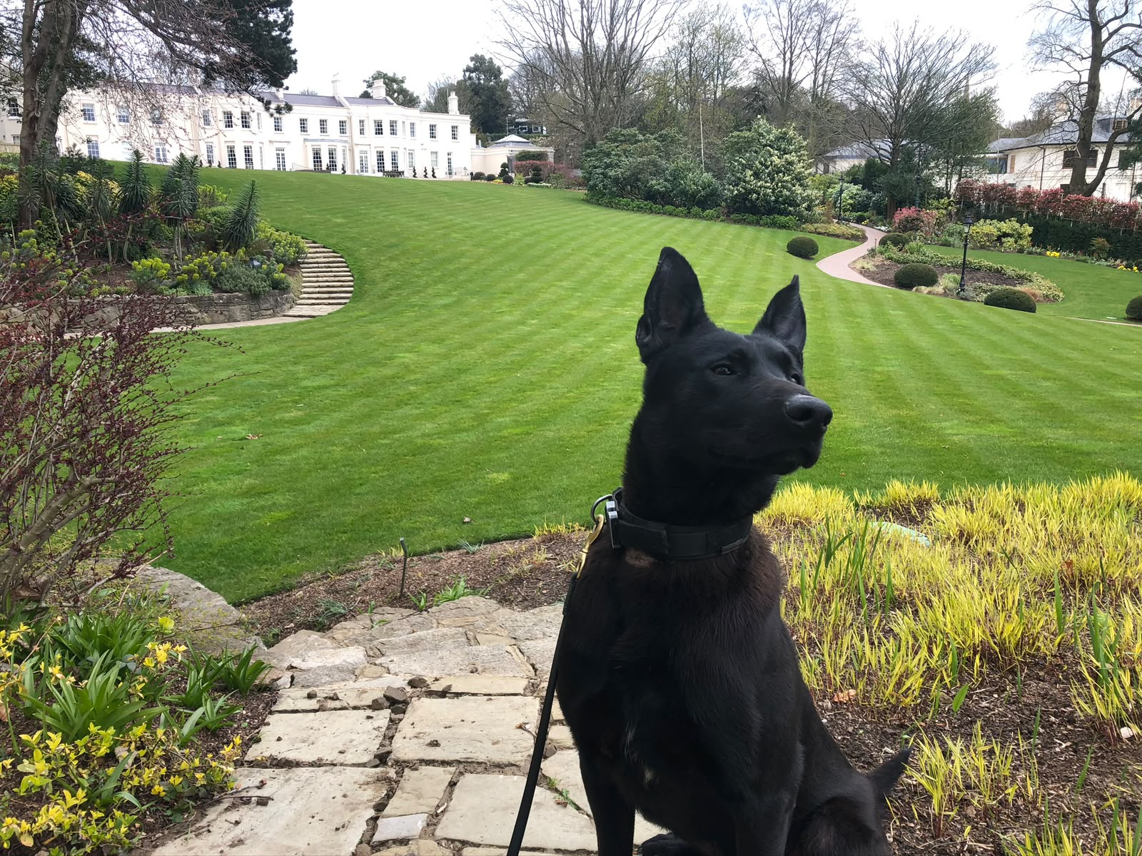 Cyrus, a family protection dog, sitting in a garden
