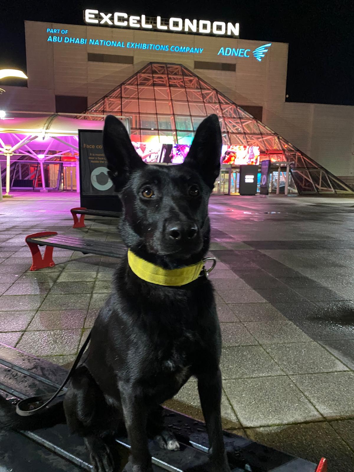 Black working dog outside ExCeL London