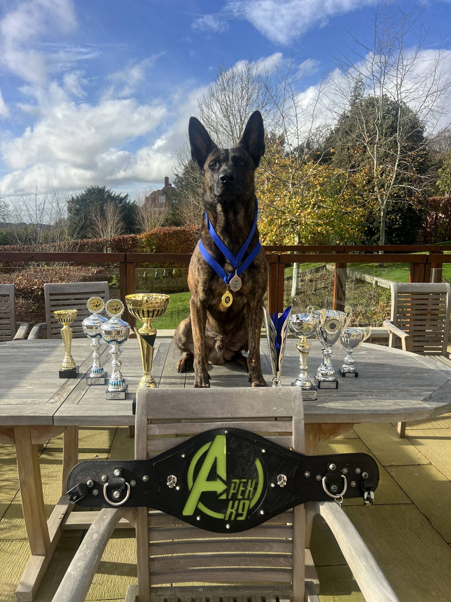 Celtic K9 Malinois with competition medals and trophies