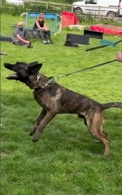 Powerful dog on a long line