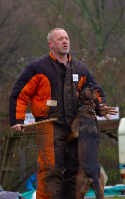Tudor in a bite suit working a dog