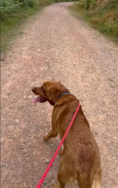 Dog walking on a red lead