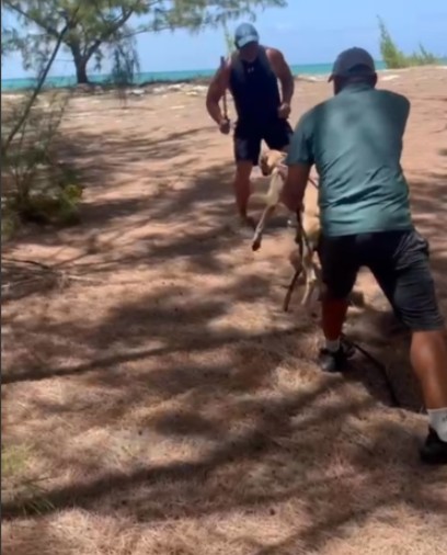 Protection dog training on a beach in the Bahamas