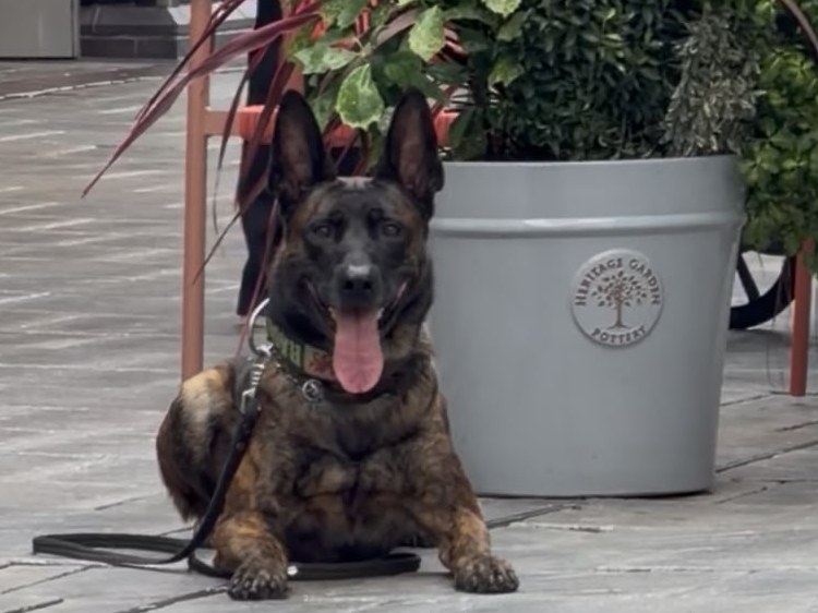 Malinois lying calmly on the pavement beside passers-by