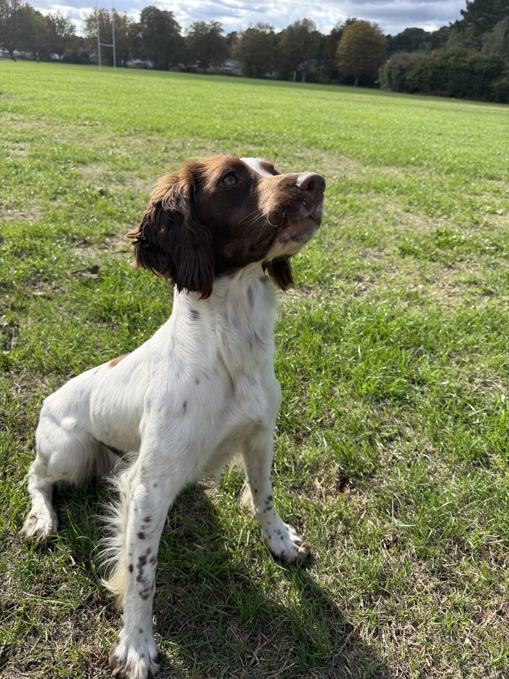 Spaniel in a field