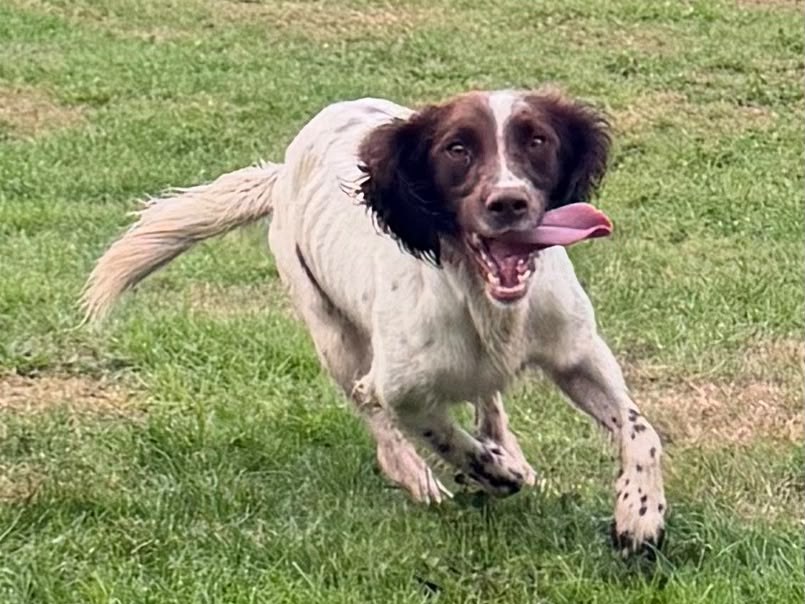 Springer spaniel running full speed back towards the camera