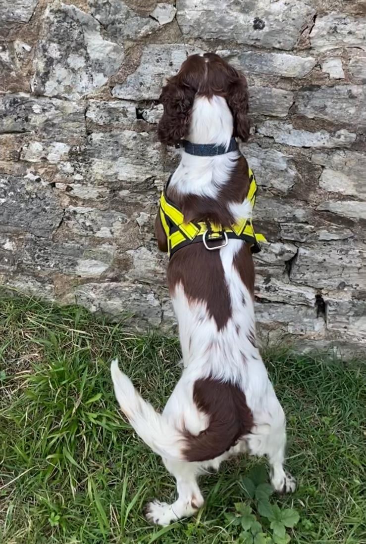 Springer spaniel in a search harness working along a stone wall