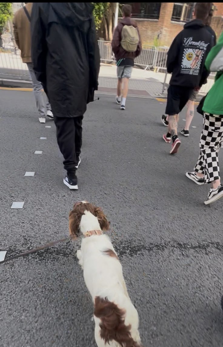 Spaniel walking on a lead through a busy street